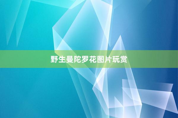 野生曼陀罗花图片玩赏